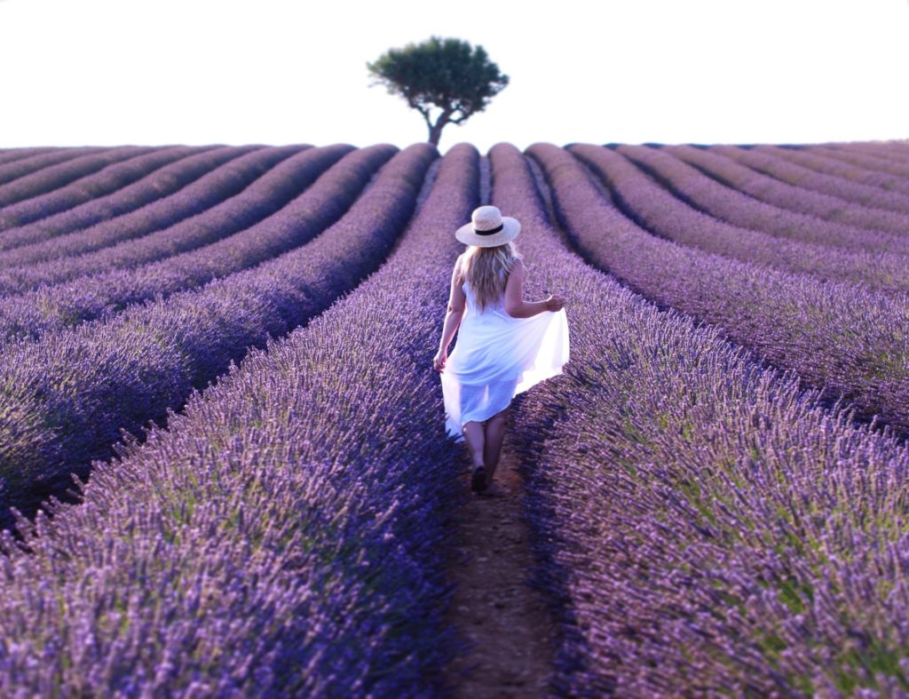 Où et quand voir les champs de fleurs en Provence